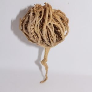 La rose de Jericho - Petite