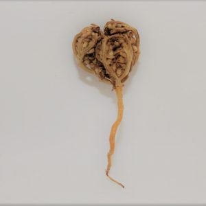 La rose de Jericho - Très petite