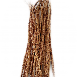 Tige de gongolili (Vetiver)